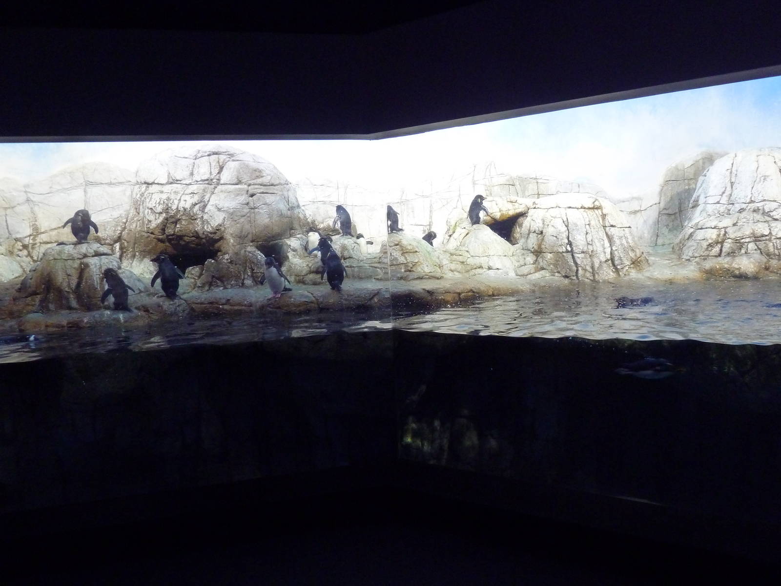 Oceans - Penguin Exhibit