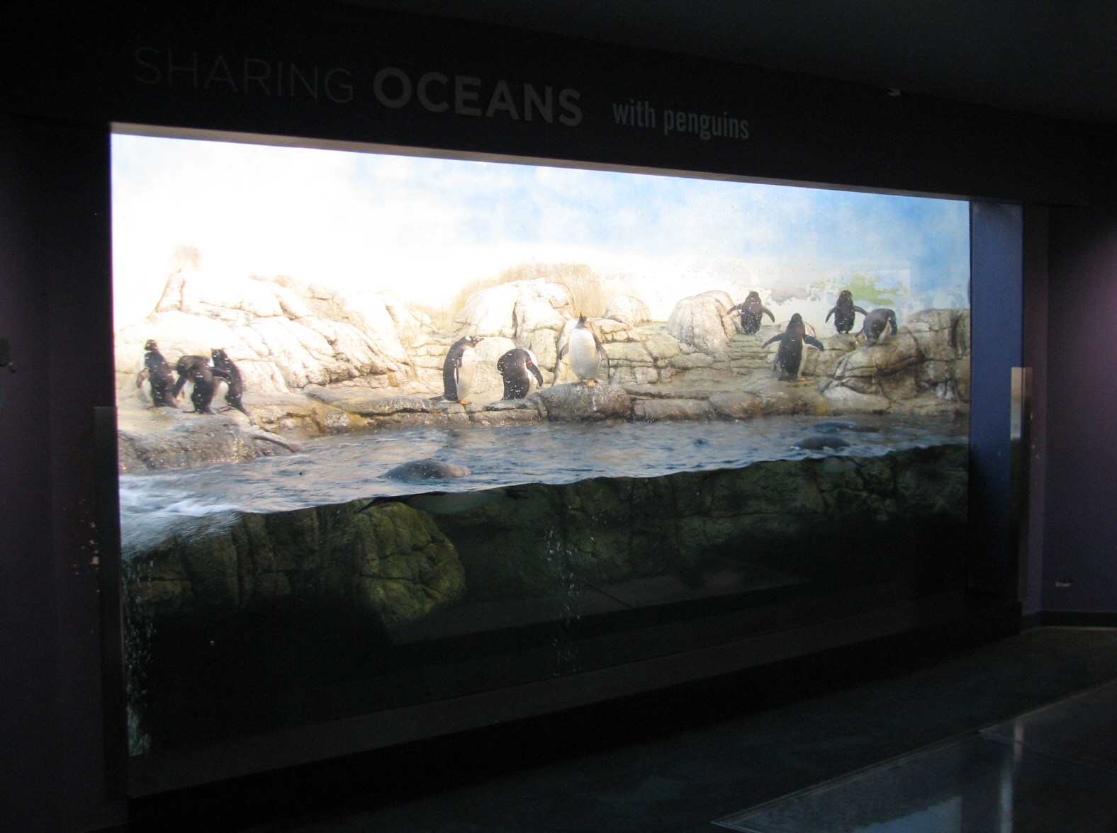 Oceans - Penguin Exhibit