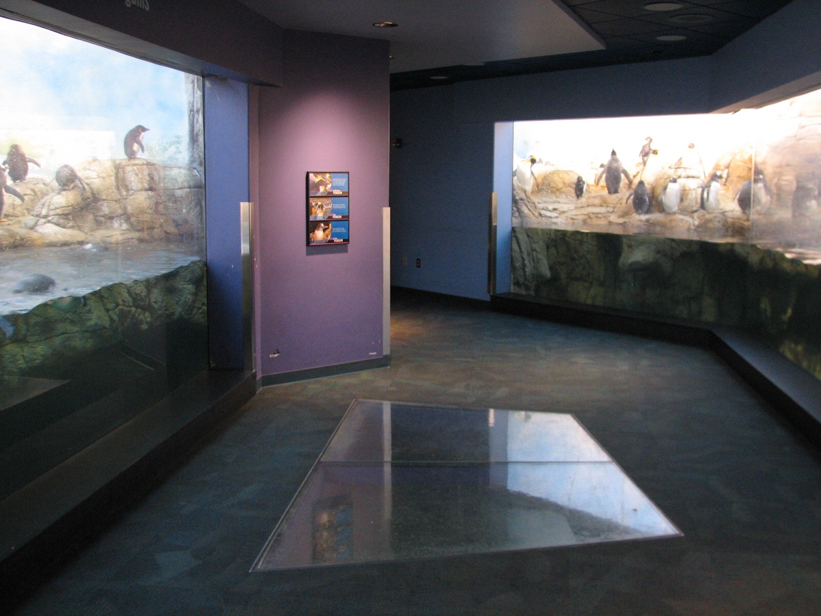 Oceans - Penguin Exhibit