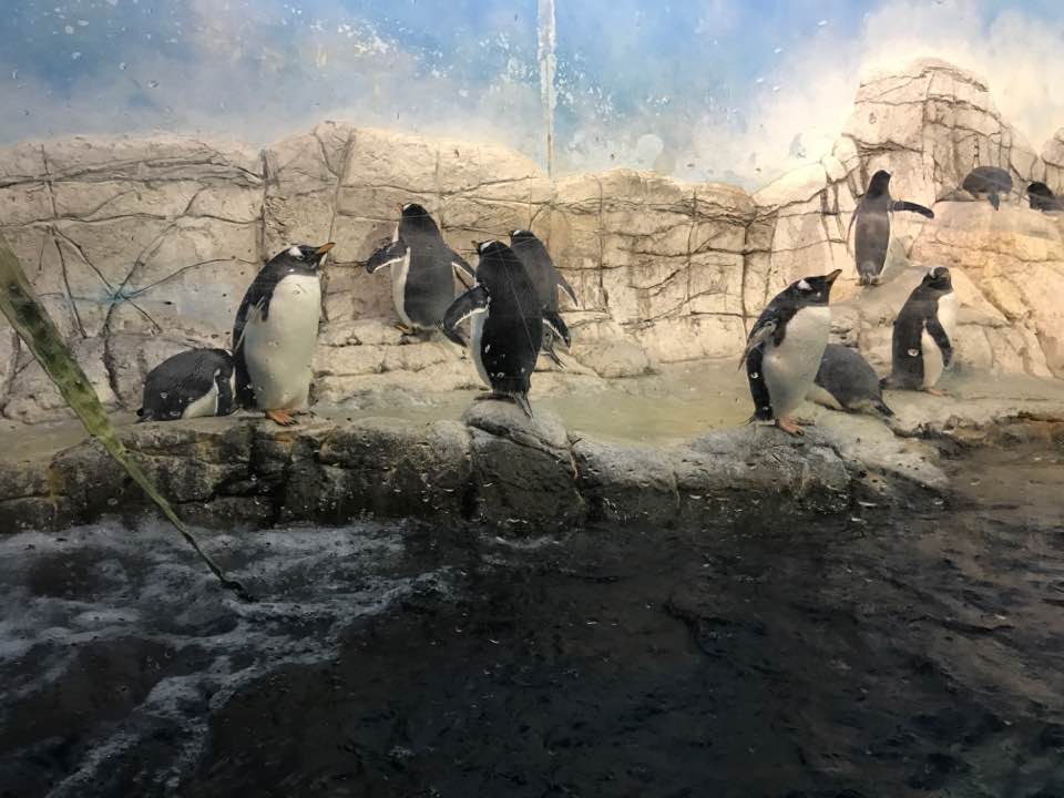 Oceans- Penguins