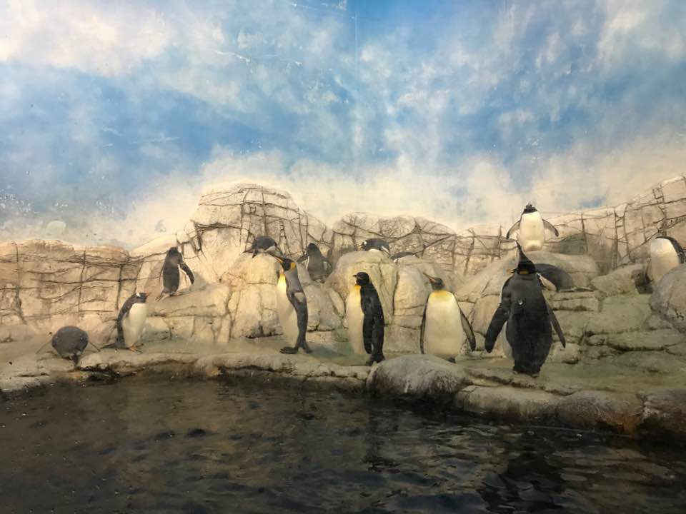 Oceans- Penguins