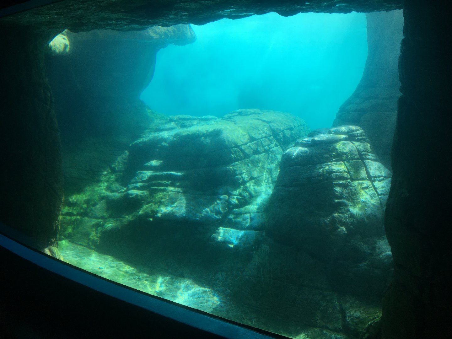 Oceans - Pinniped Exhibit Underwater Viewing