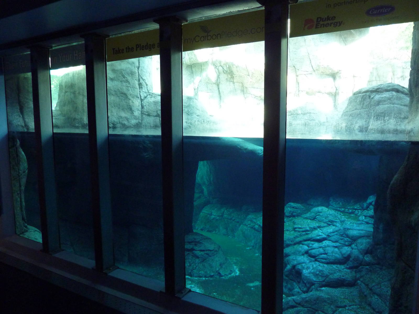Oceans - Polar Bear Exhibit - Underwater Viewing