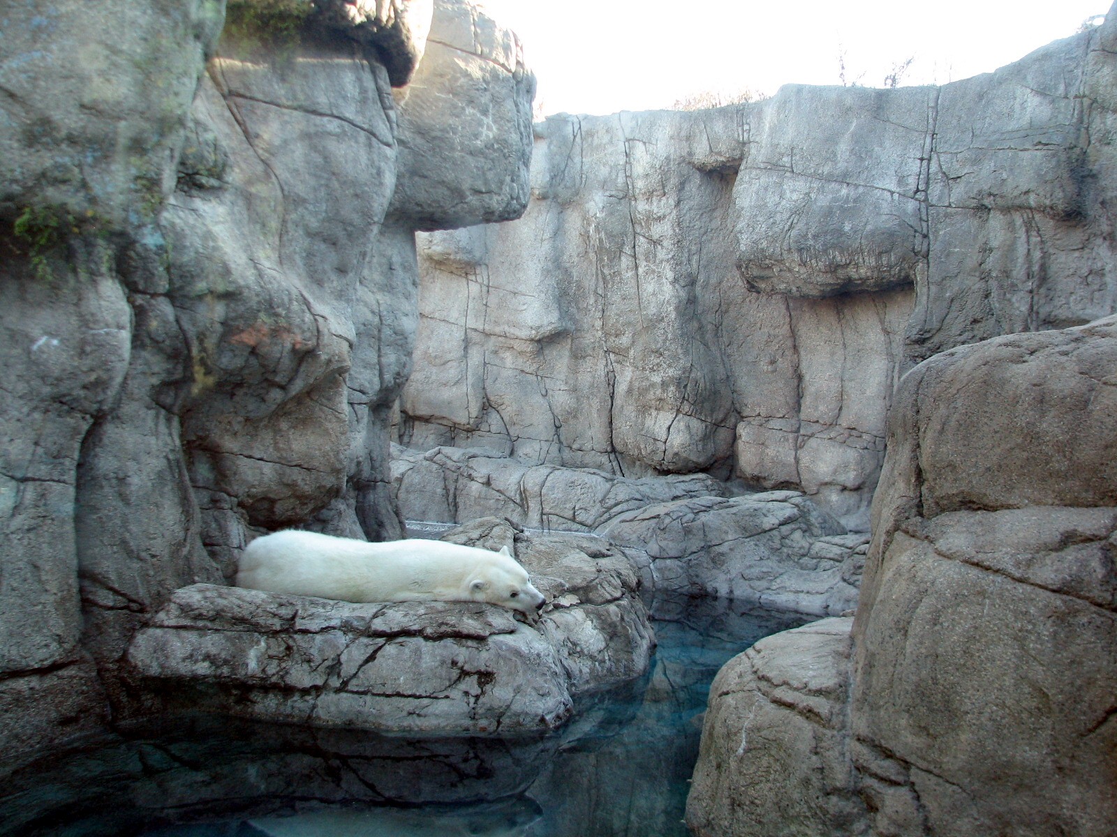 Oceans - Polar Bear Exhibit