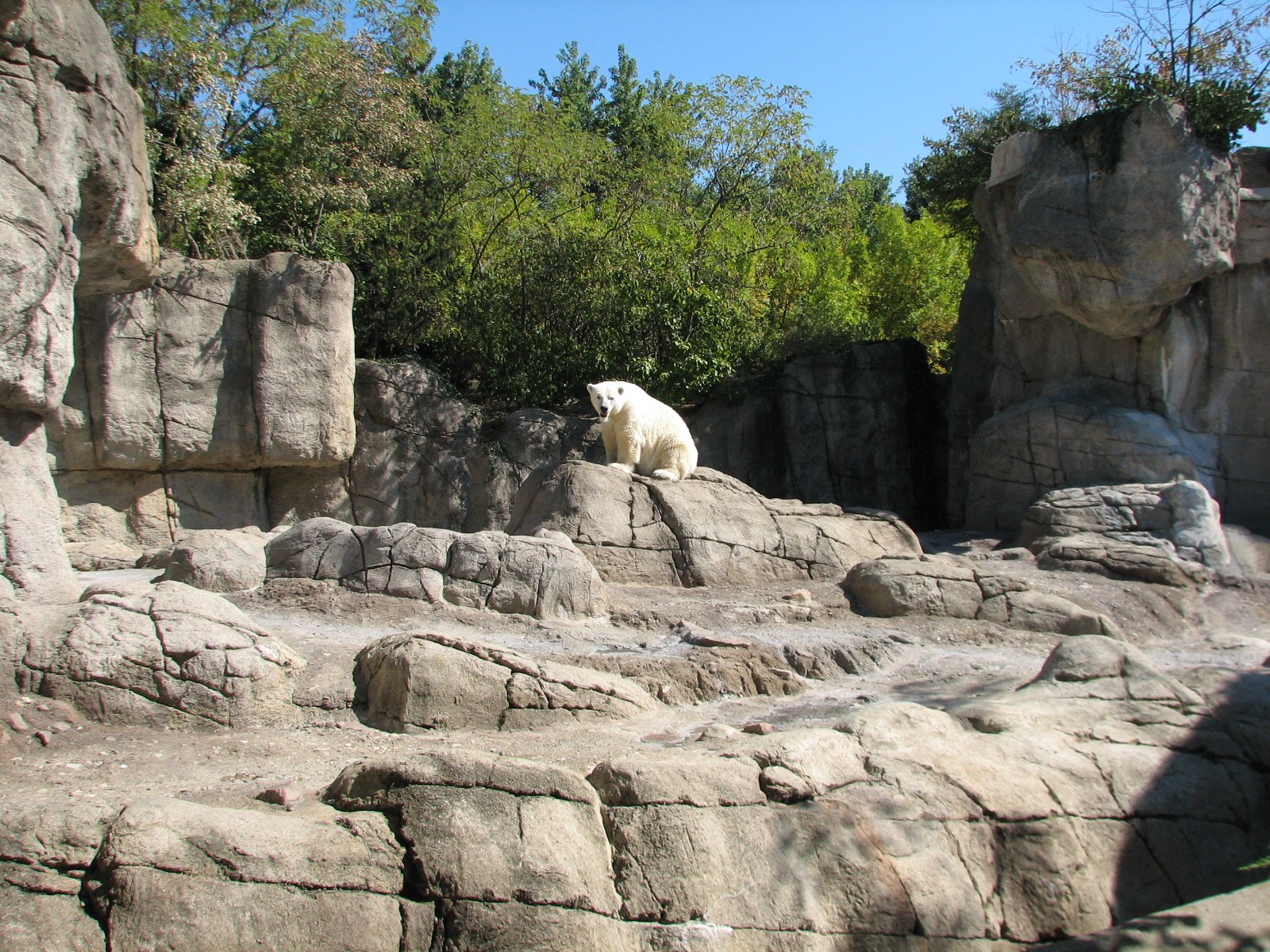 Oceans - Polar Bear Exhibit