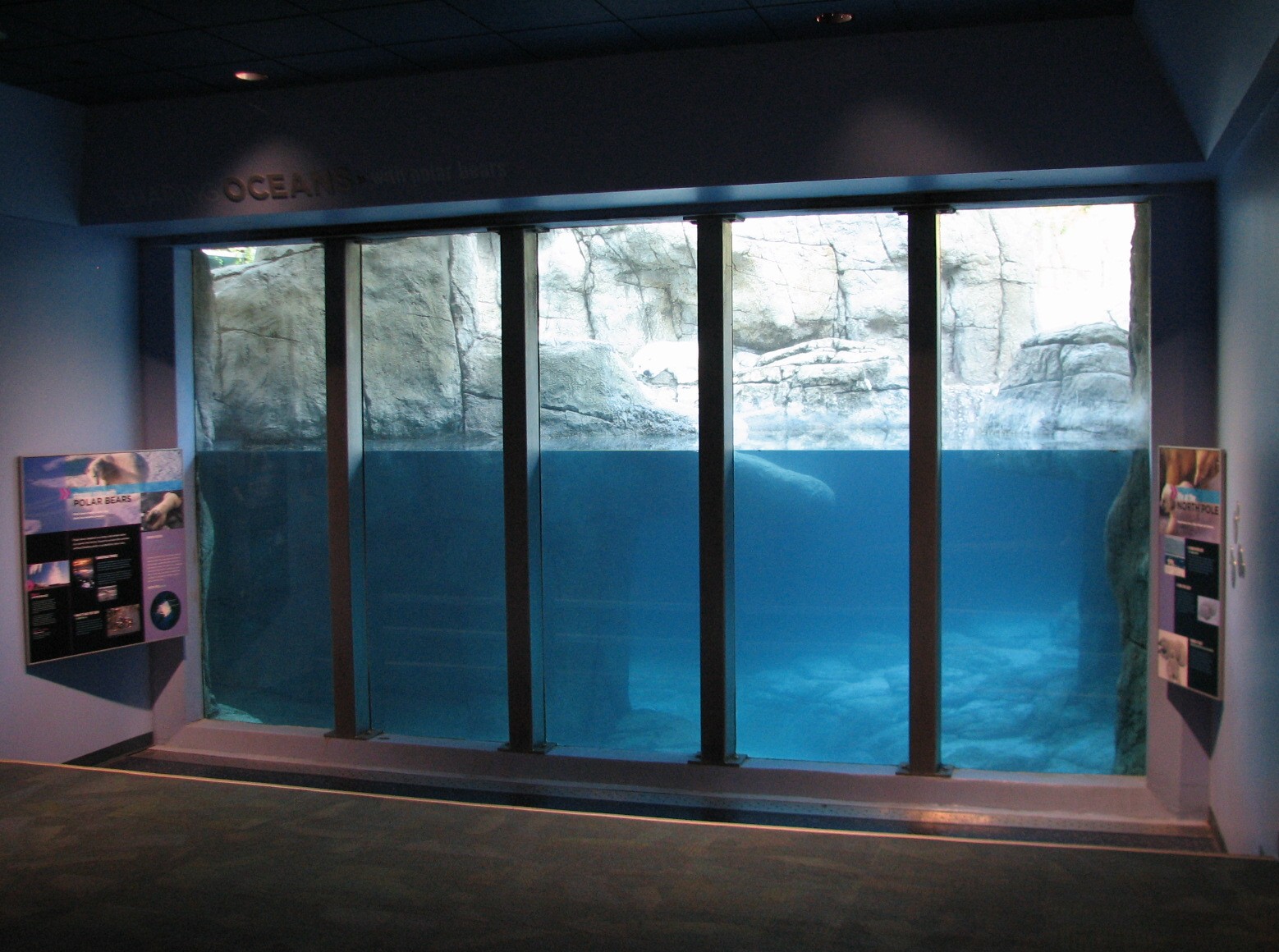 Oceans - Polar Bear Viewing Window