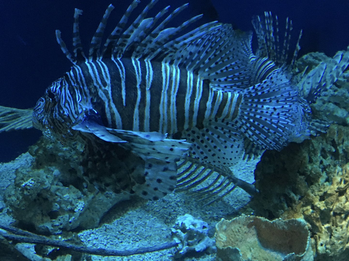 Oceans - Red Lionfish