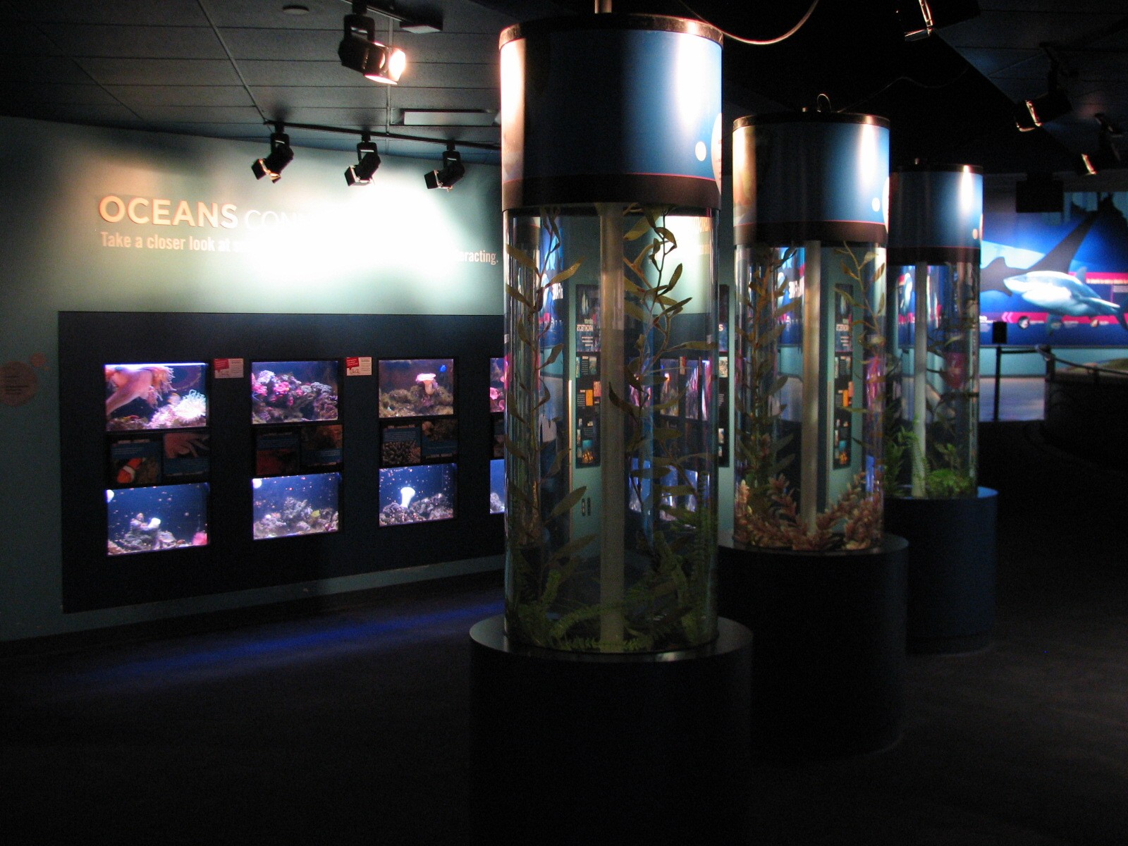 Oceans - Seahorse Exhibits