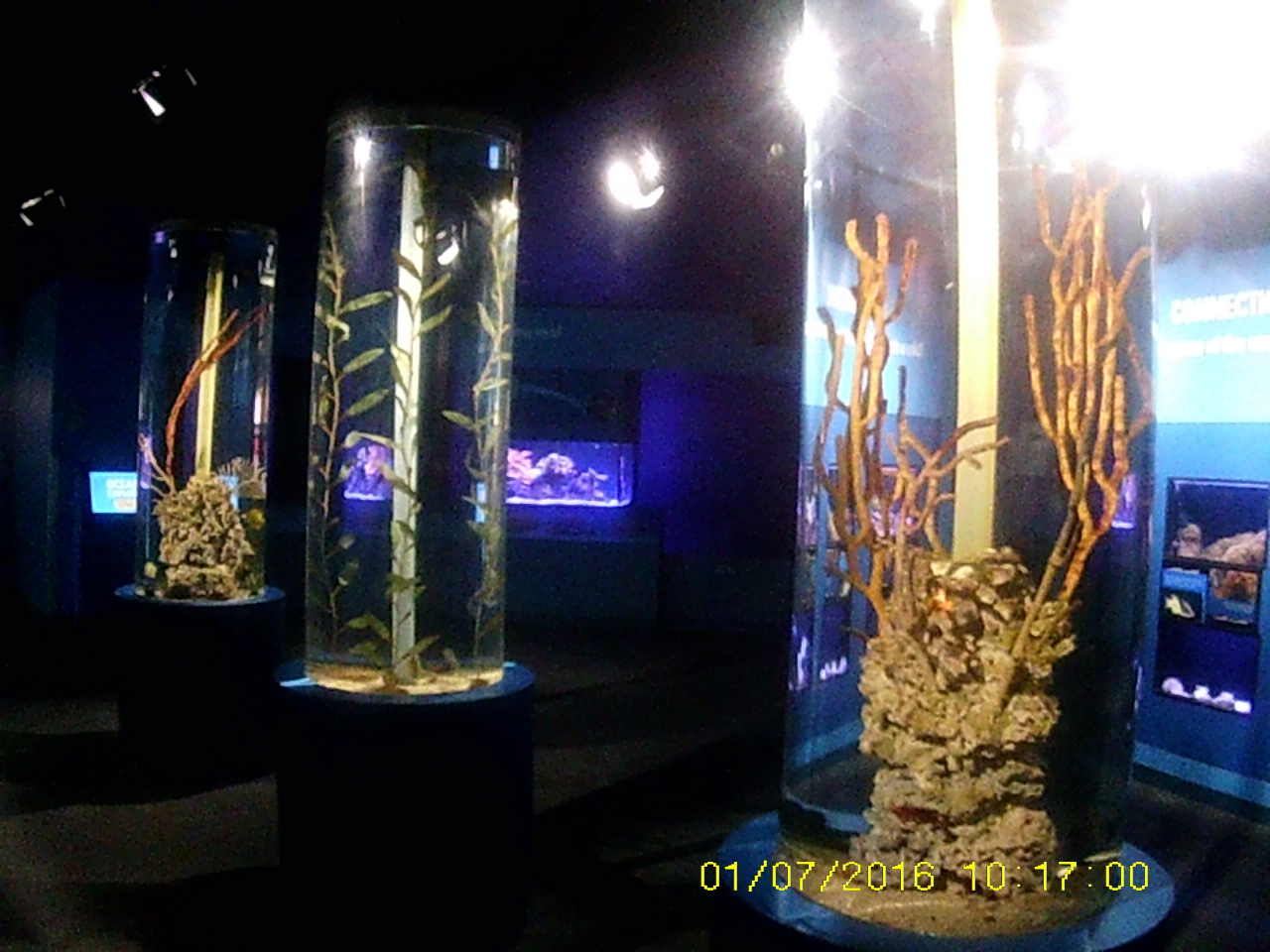Oceans - Seahorse Tube Tanks