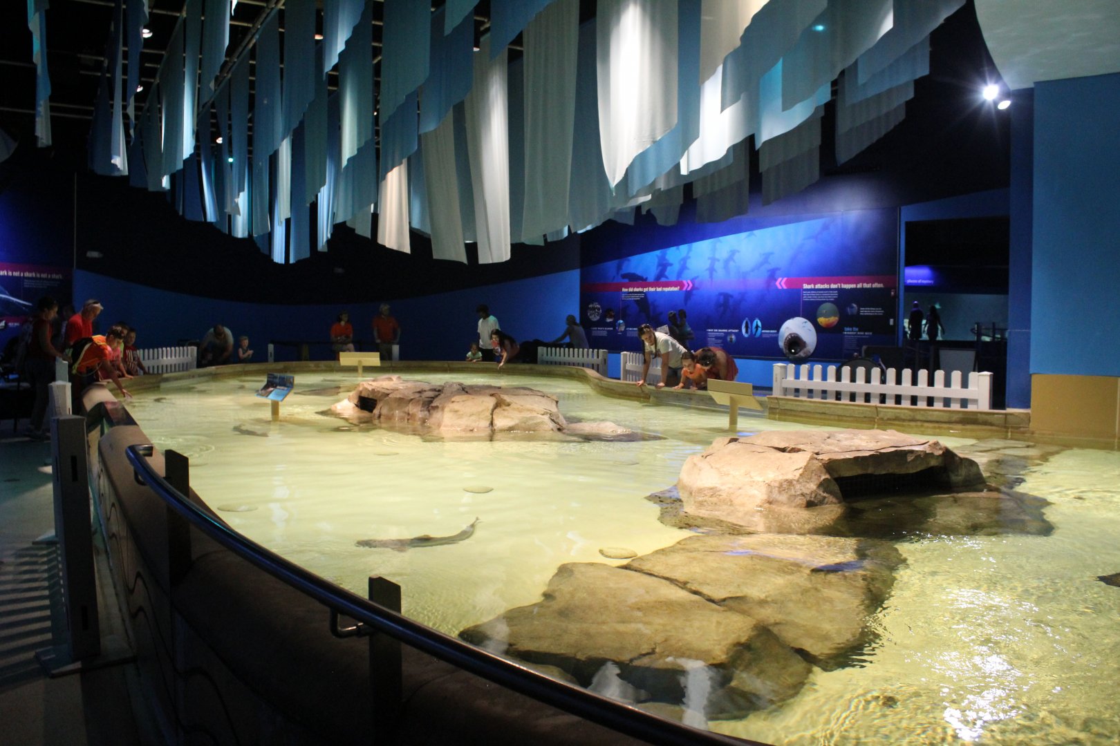 Oceans - Shark and Ray Touch Tank