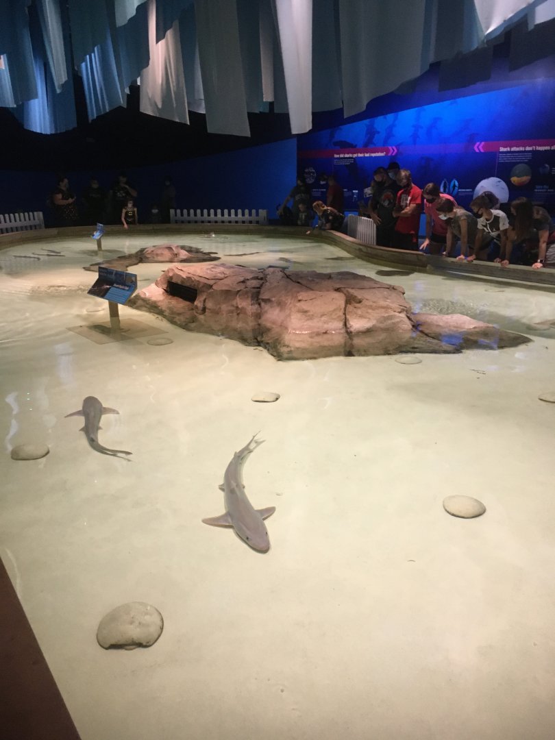 Oceans - Shark/Ray Touch Pool