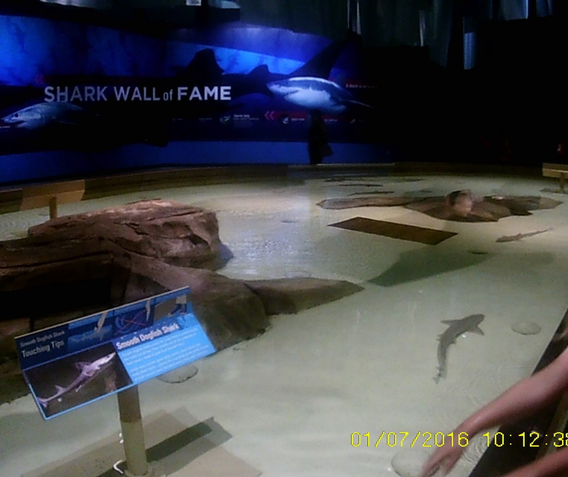 Oceans - Smooth Dogfish Shark Touch Pool