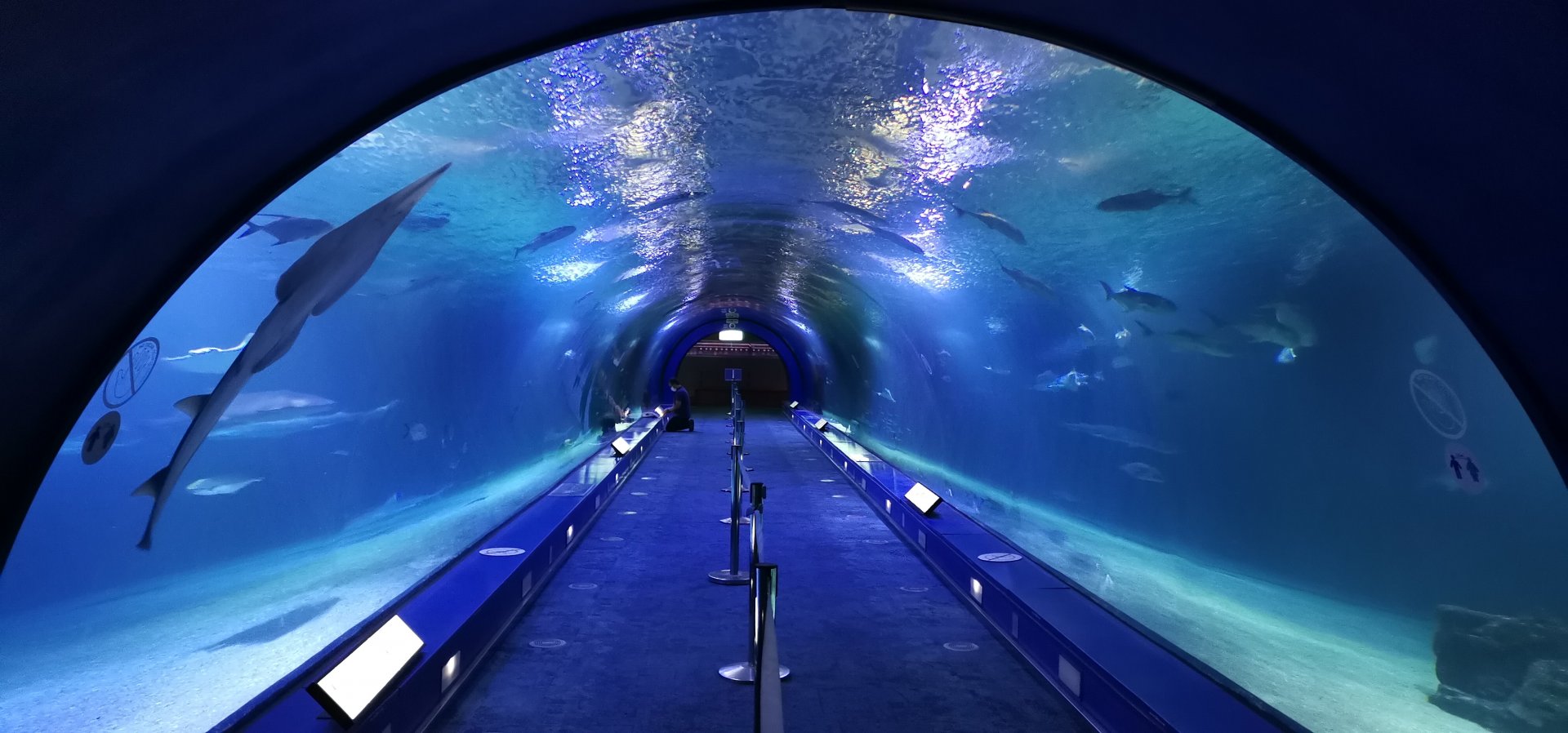 Oceans / The Shark tunnel