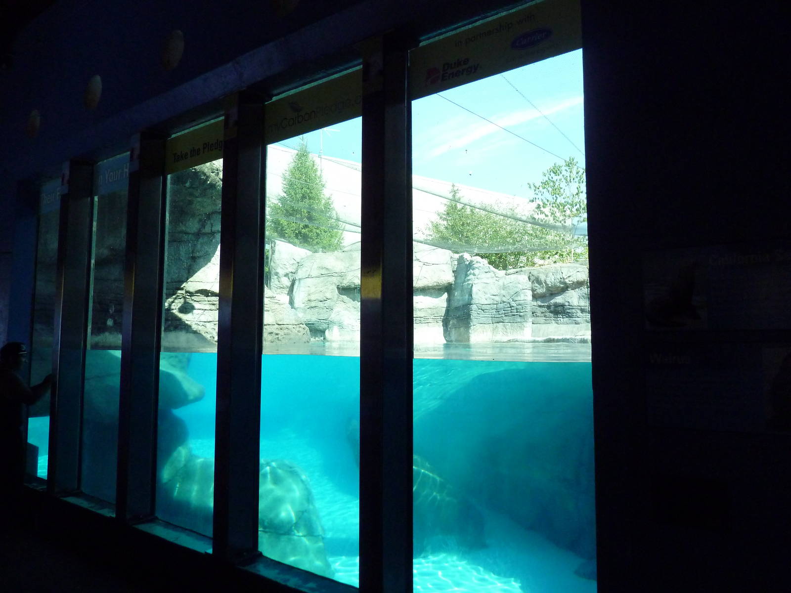 Oceans - Walrus/California Sea Lion Exhibit