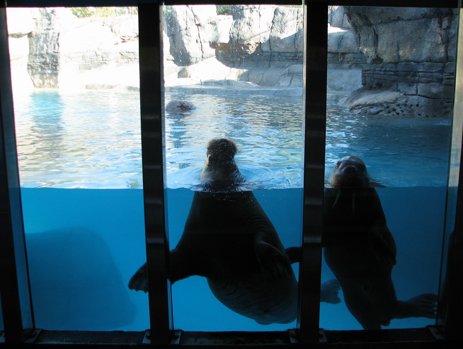 Oceans - Walrus Exhibit