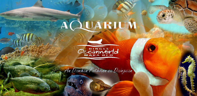 Oceanworld Advert Image