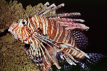 Oceanworld Aquarium, Dingle