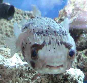 Oceanworld Aquarium, Dingle