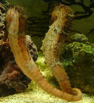 Oceanworld Aquarium, Dingle