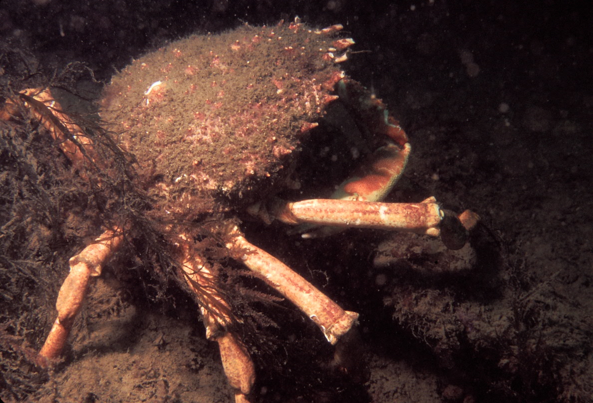 Oceanworld Aquarium, Dingle
