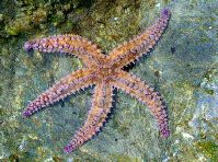 Oceanworld Aquarium, Dingle