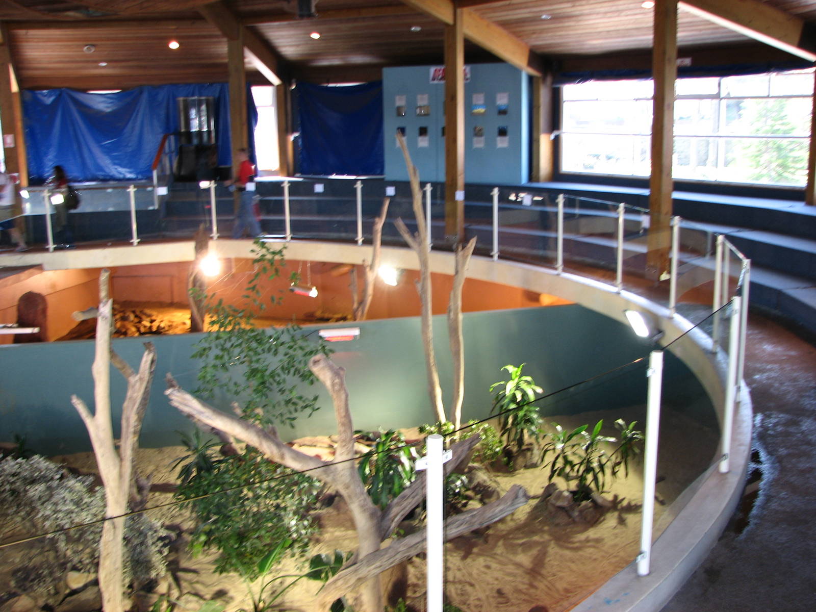 Oceanworld Manly - Goana and lizard pits forming a semi-circle in front of