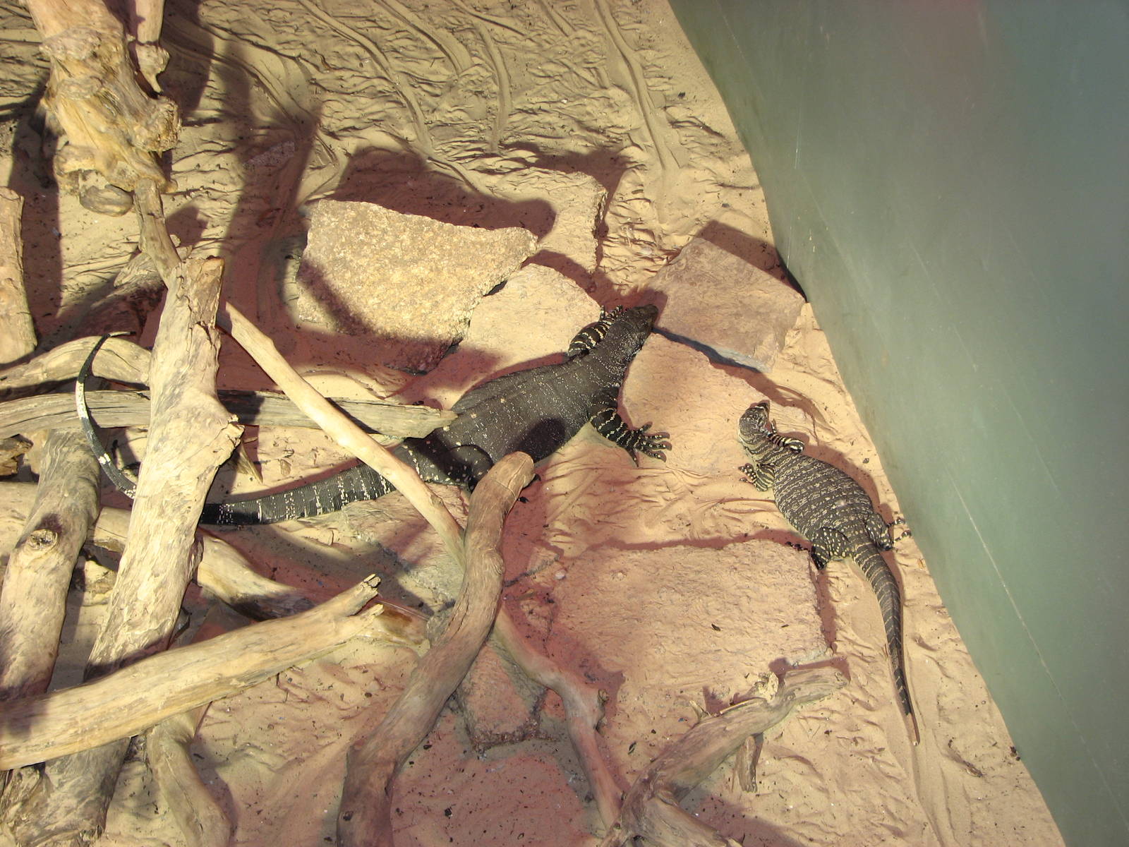 Oceanworld Manly - Goanas