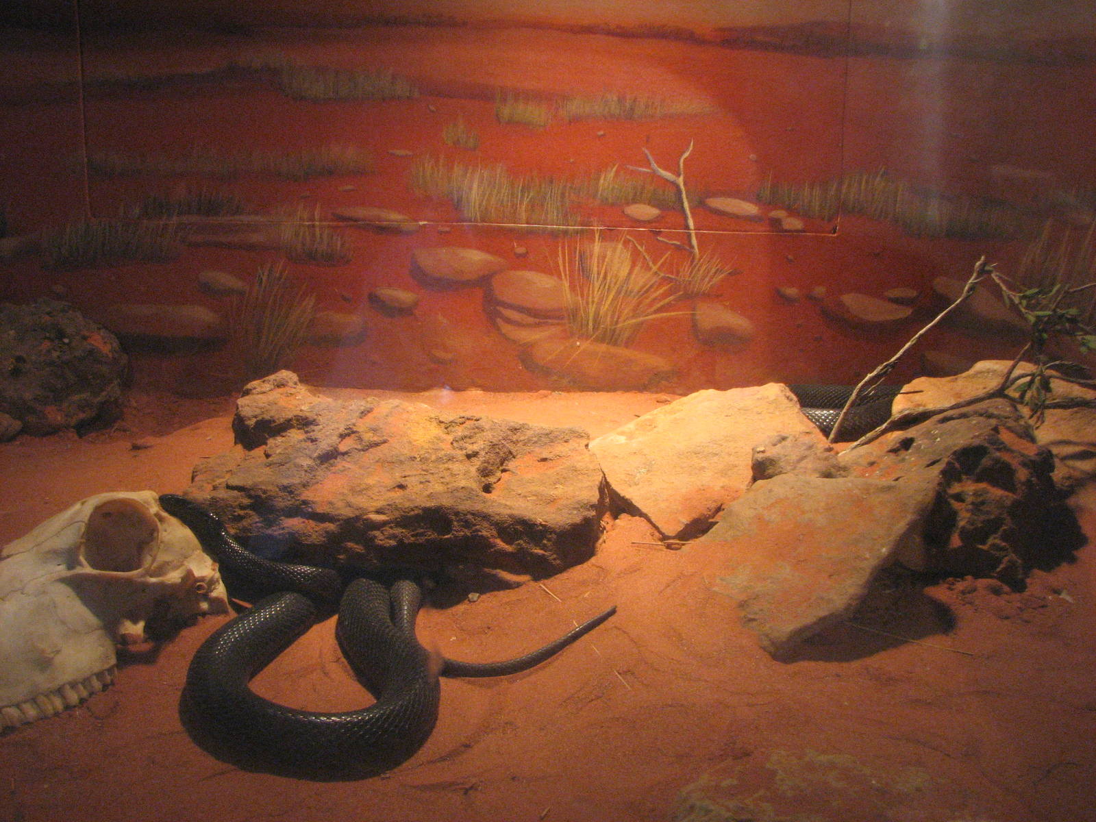 Oceanworld Manly - Inland Taipan