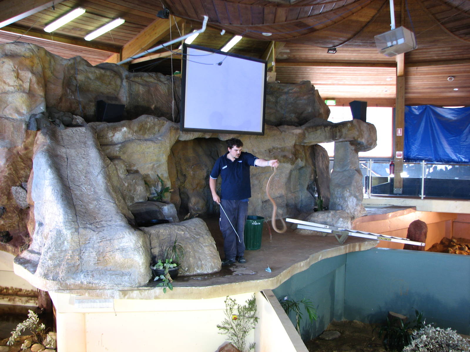 Oceanworld Manly - Keeper handles a Coastal Taipan on stage
