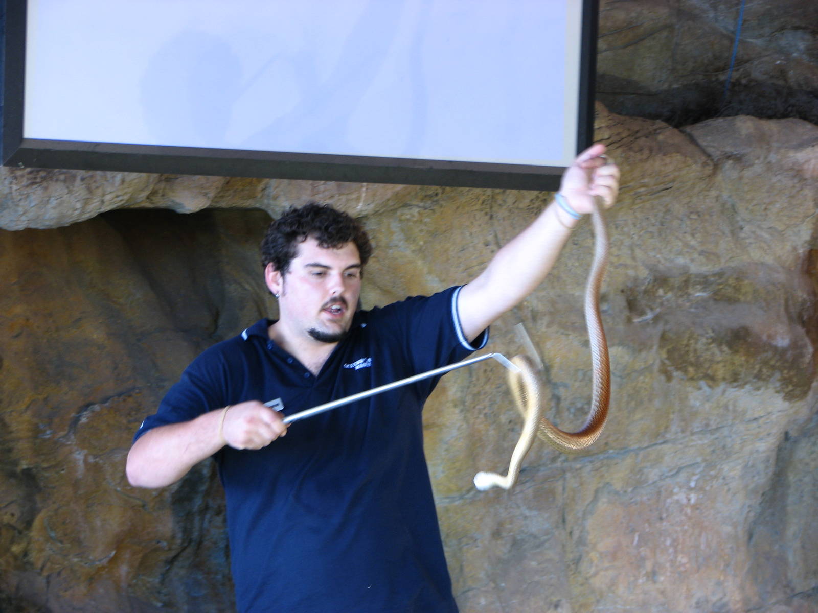 Oceanworld Manly - Keeper handles a Coastal Taipan on stage