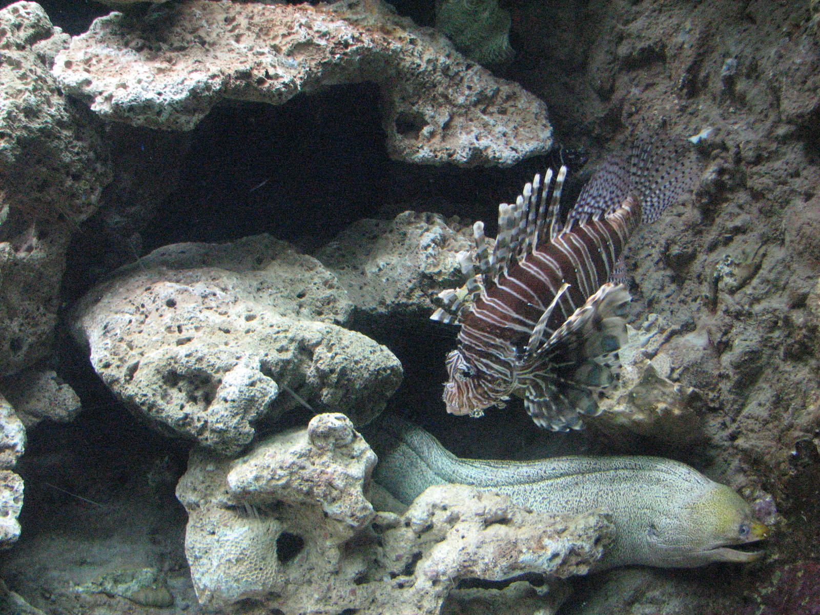 Oceanworld Manly - Lionfish and Murene