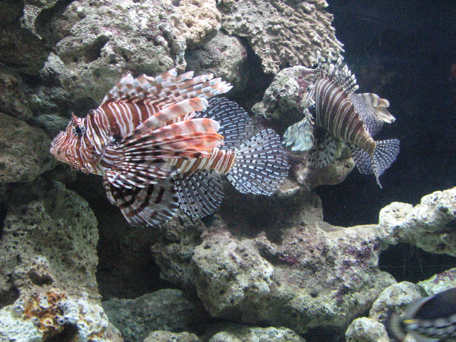 Oceanworld Manly - Lionfish