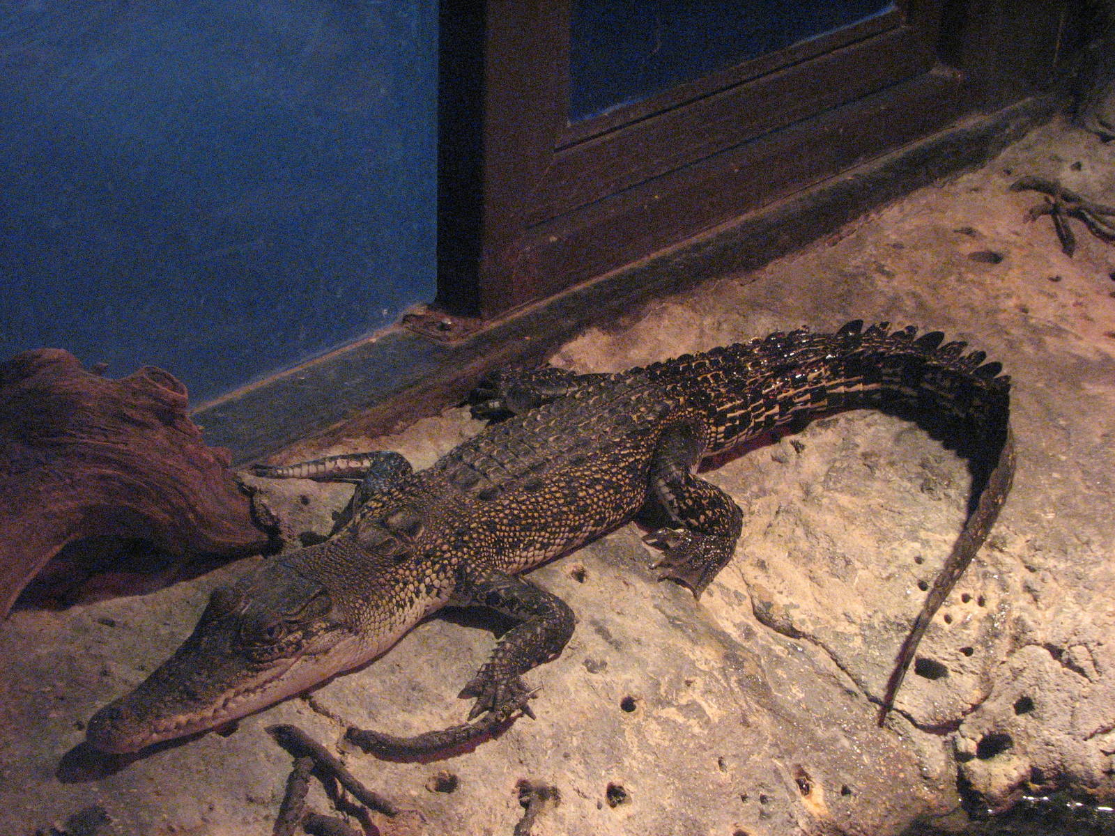 Oceanworld Manly - Snapping Tom the Crocodile