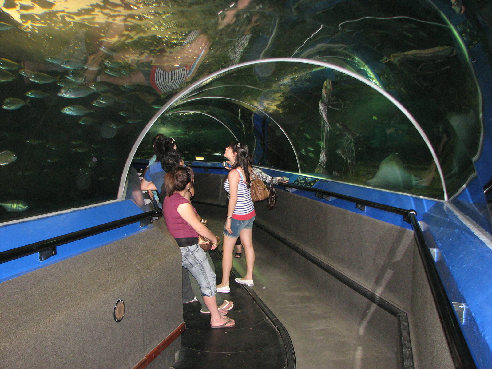 Oceanworld Manly - Underwater tunnel