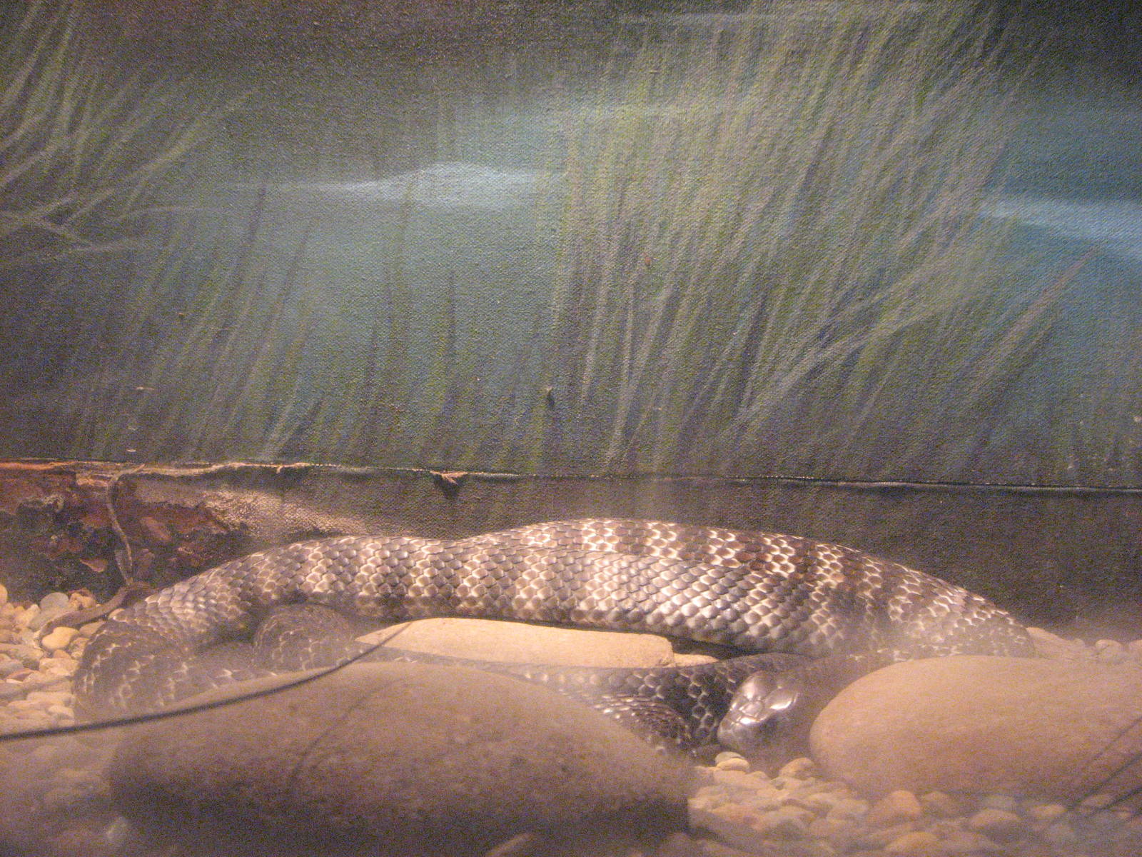 Oceanworld Manly - Which snake species is this?