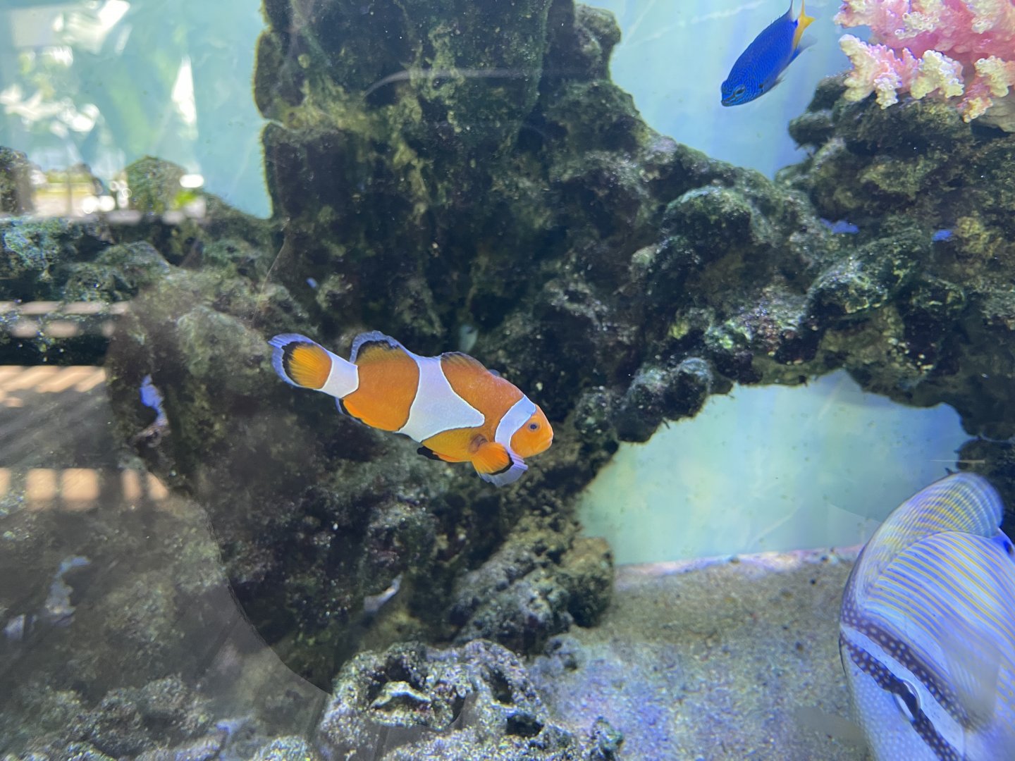 ocellaris clownfish (amphiprion ocellaris) (1)