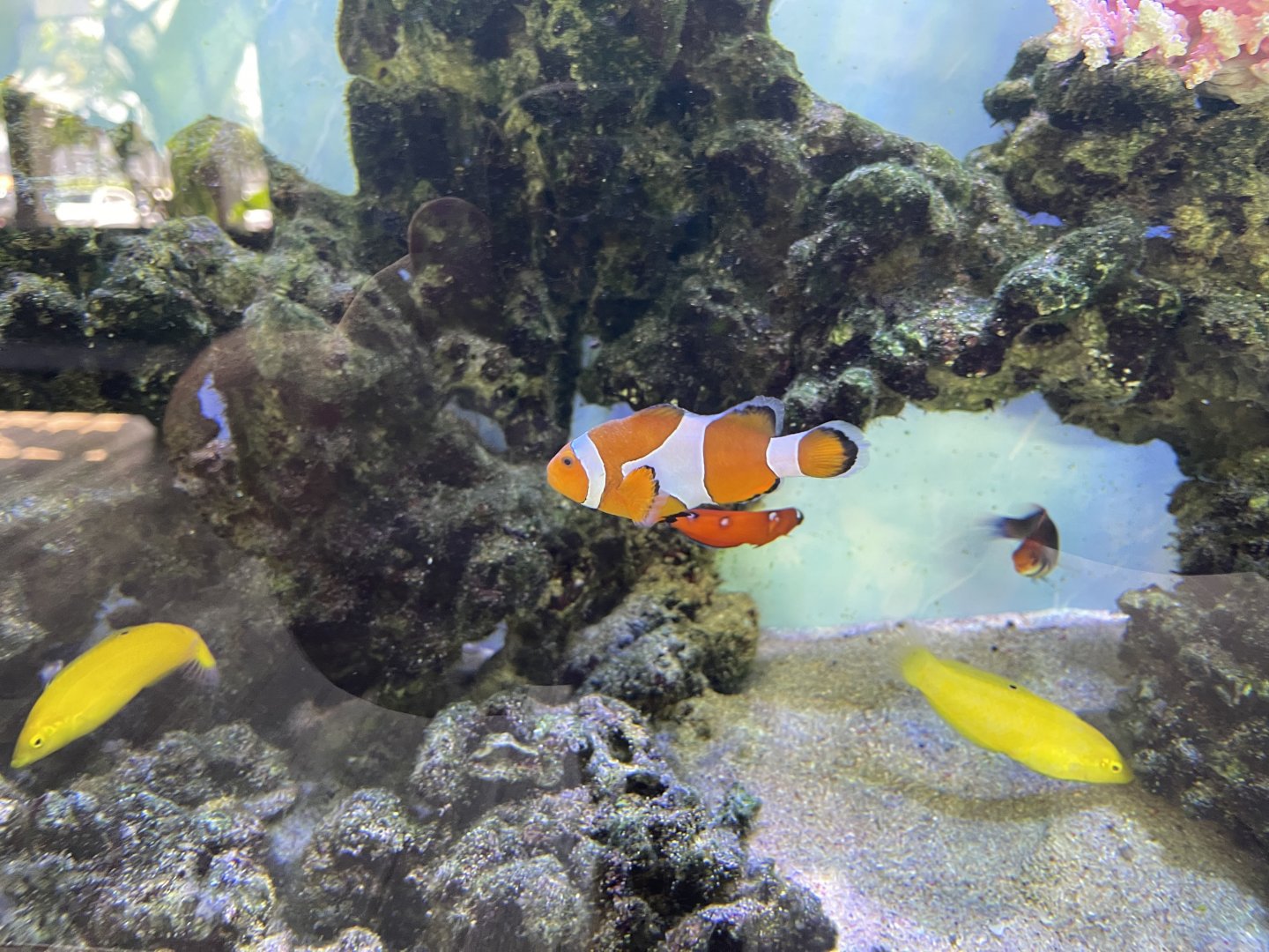 ocellaris clownfish (amphiprion ocellaris) (2)