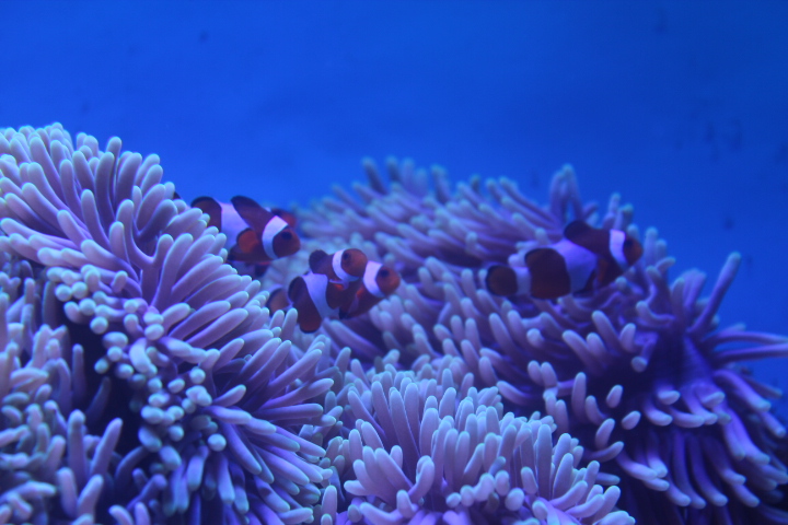 Ocellaris clownfish (Amphiprion ocellaris) - BXSea