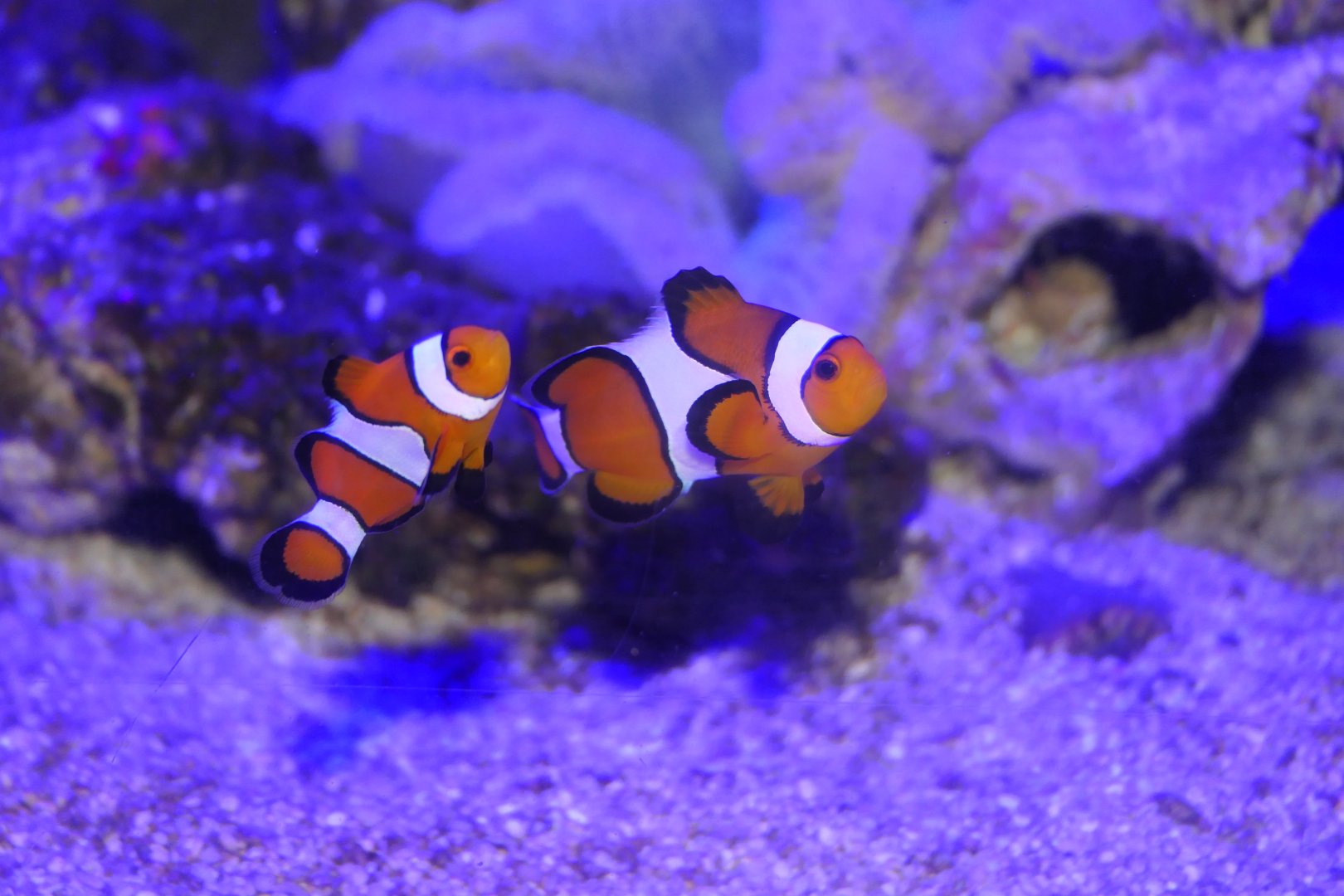 Ocellaris Clownfish (Amphiprion ocellaris) - Cairns Koalas and Creatures