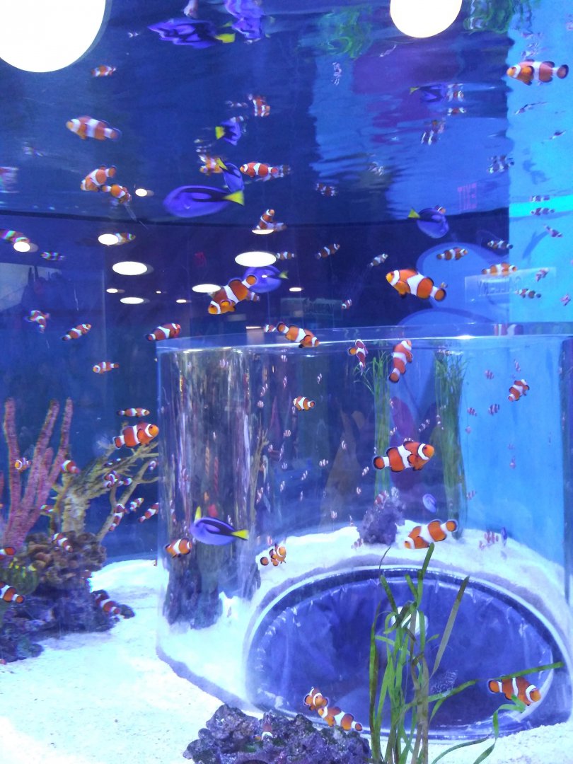 Ocellaris Clownfish (Amphiprion ocellaris)