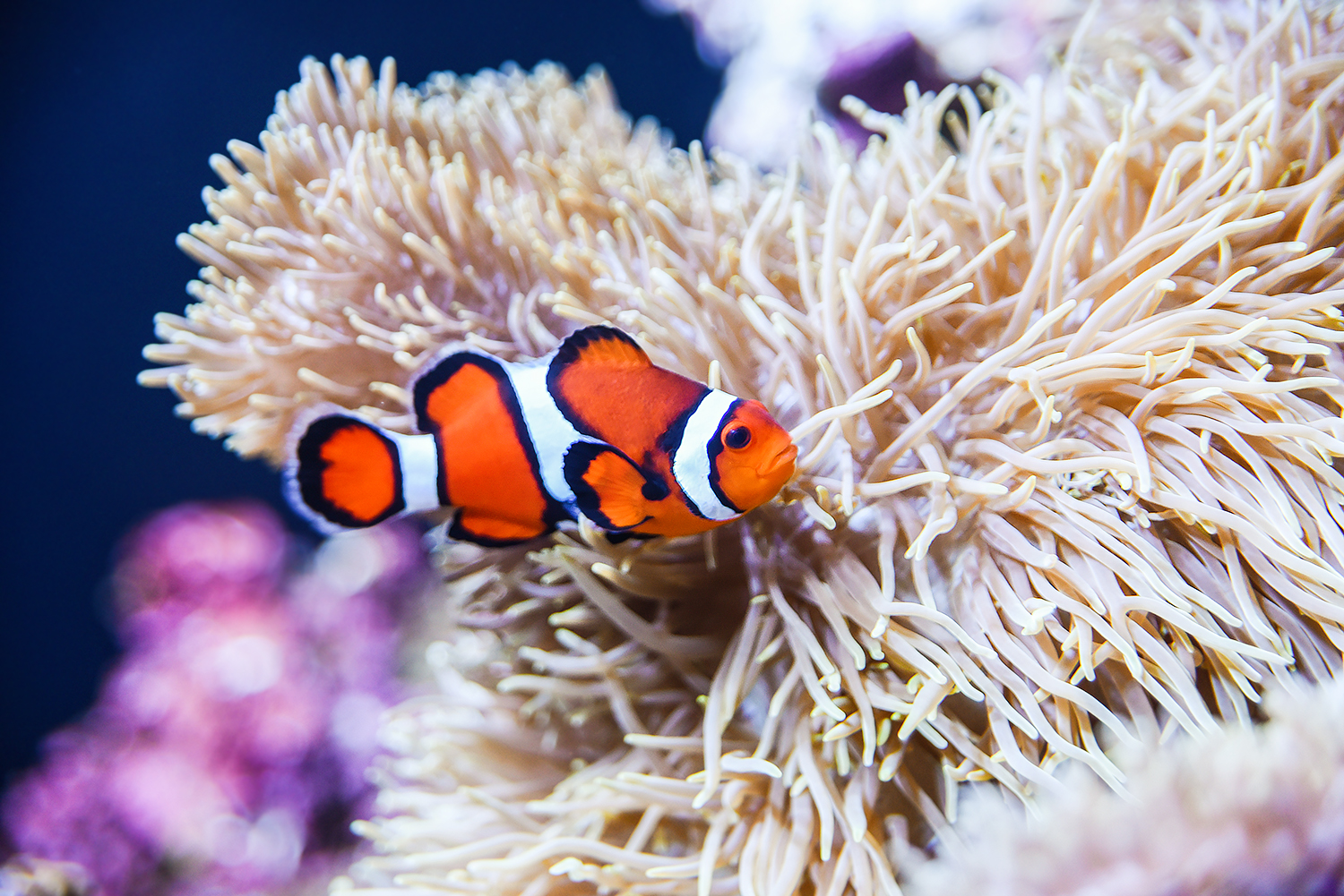Ocellaris clownfish (Amphiprion ocellaris)
