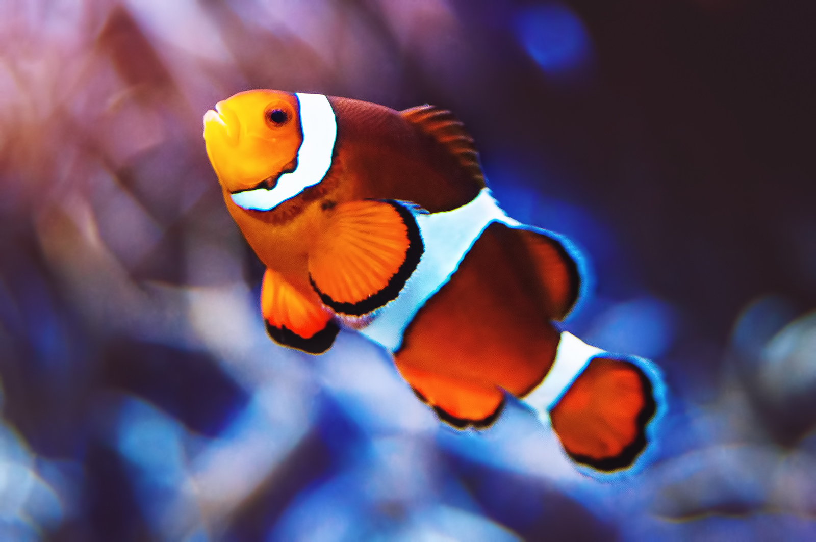Ocellaris clownfish (Amphiprion ocellaris)