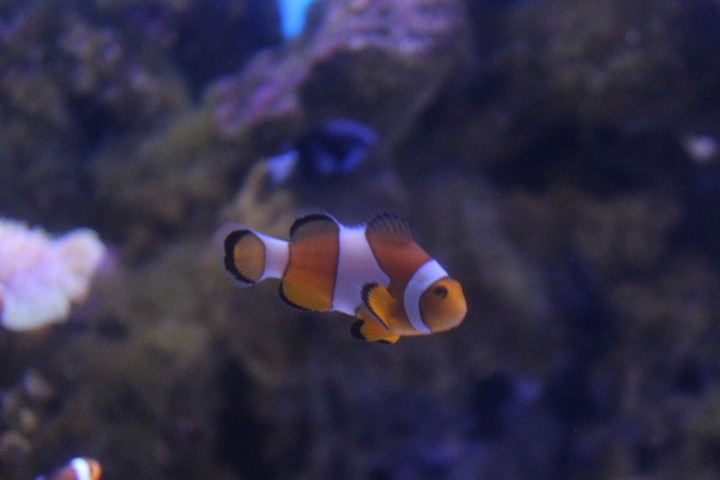 Ocellaris clownfish (Amphiprion ocellaris)