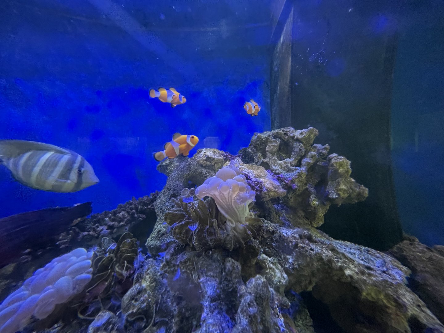 ocellaris clownfish (amphiprion ocellaris)