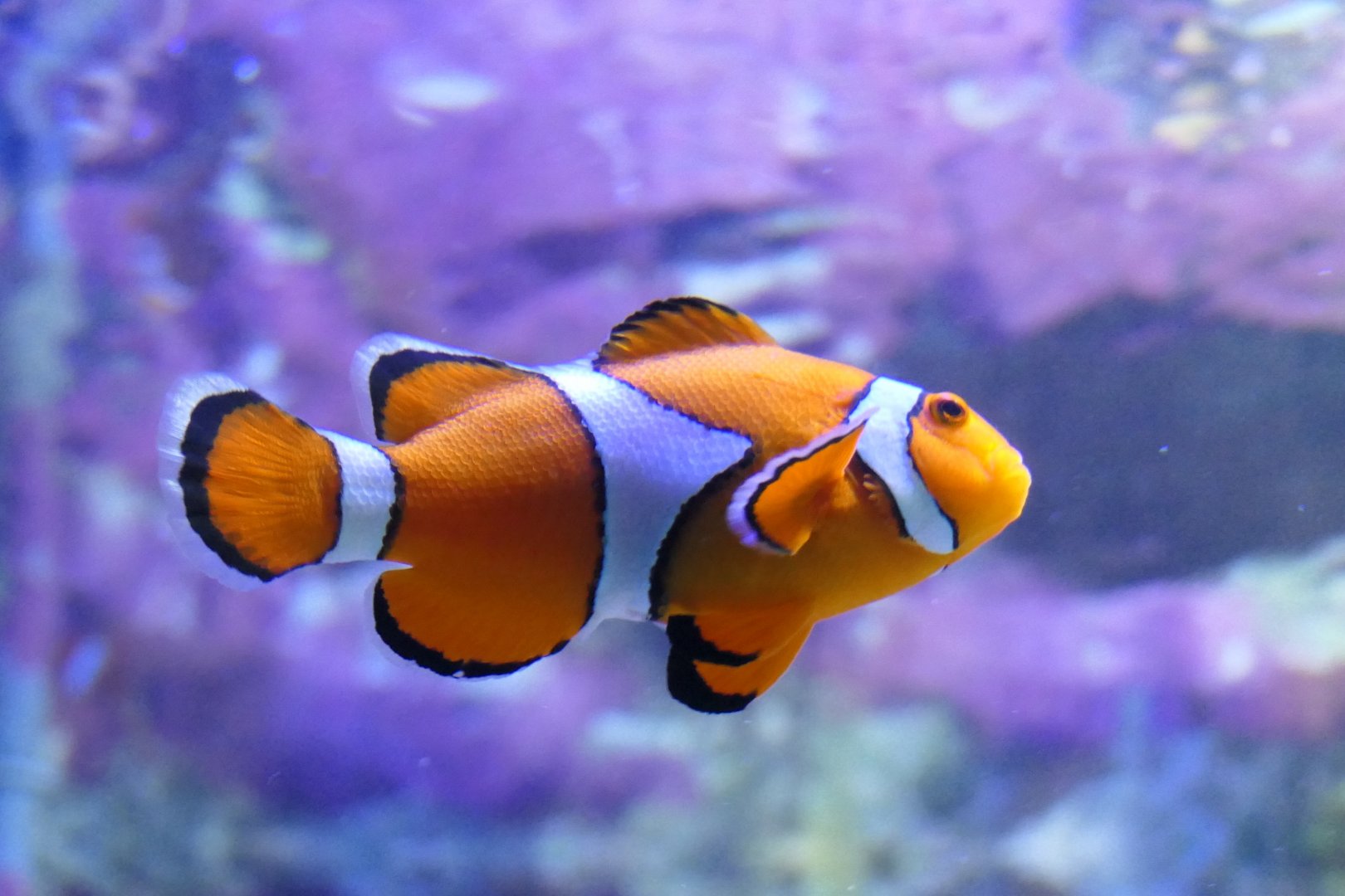 Ocellaris Clownfish (Amphiprion ocellaris)