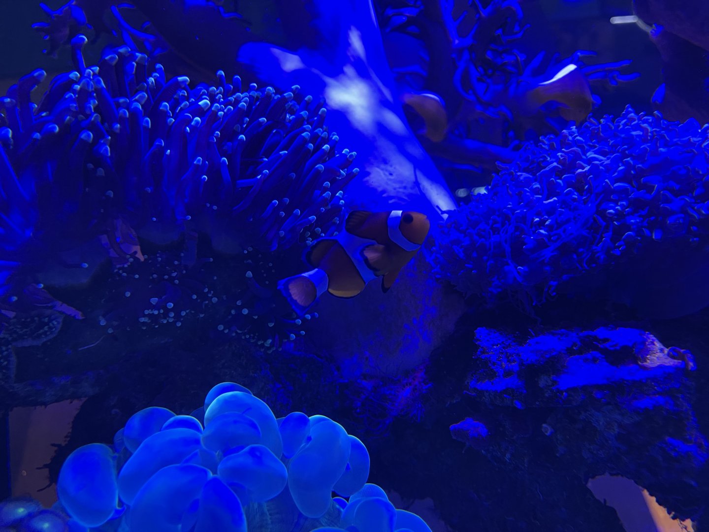 ocellaris clownfish (amphiprion ocellaris)