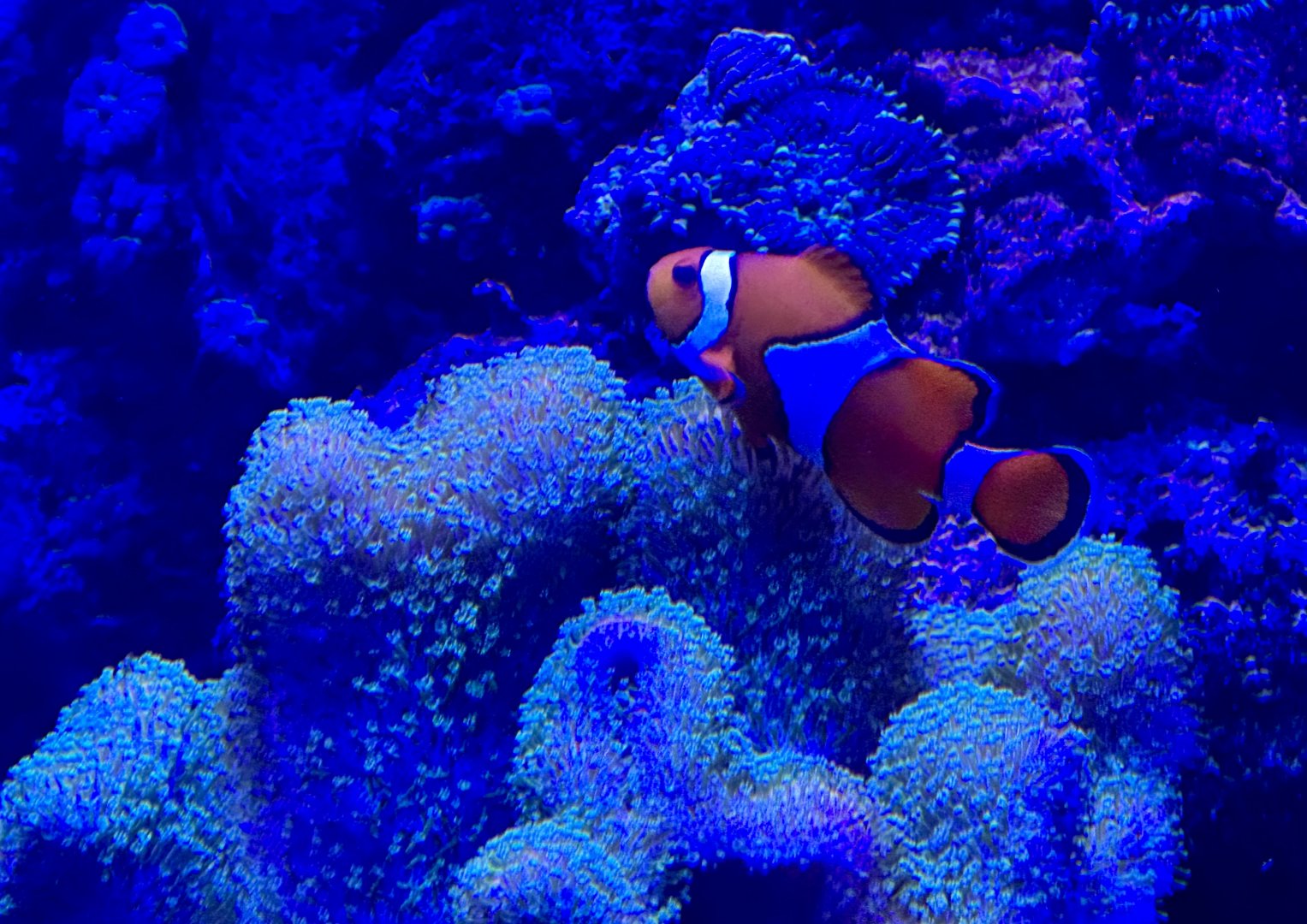 Ocellaris clownfish (Amphiprion ocellaris)
