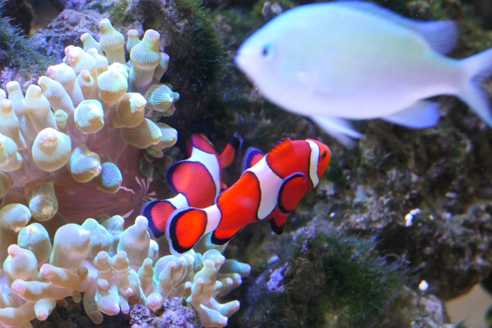 Ocellaris Clownfish (Amphiprion ocellaris)