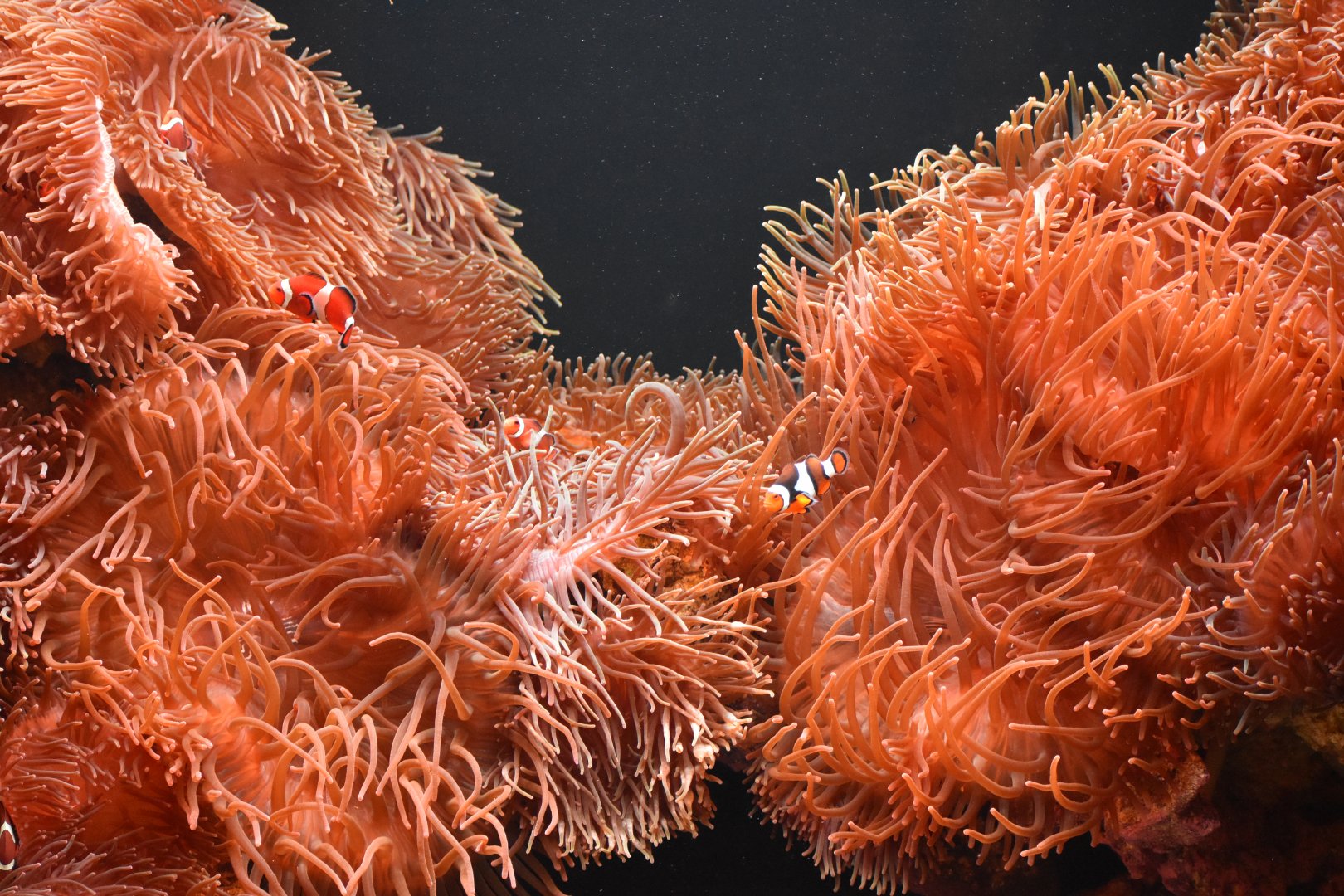 Ocellaris Clownfish and Anenome Tank