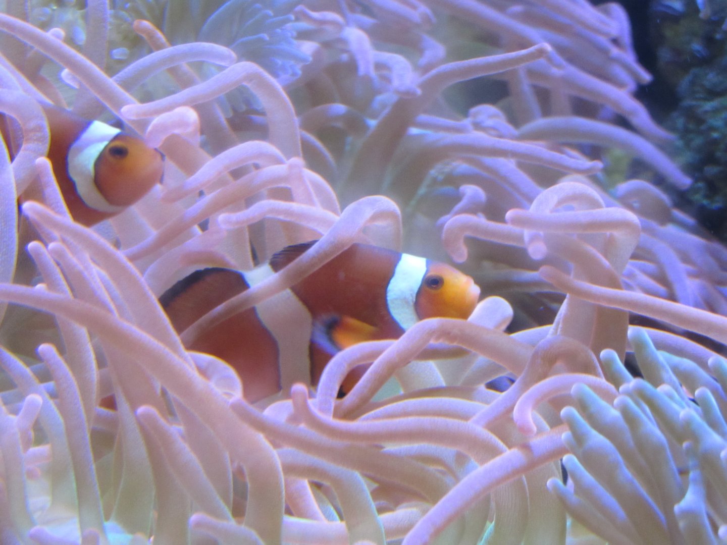 Ocellaris Clownfish at Georgia Aquarium